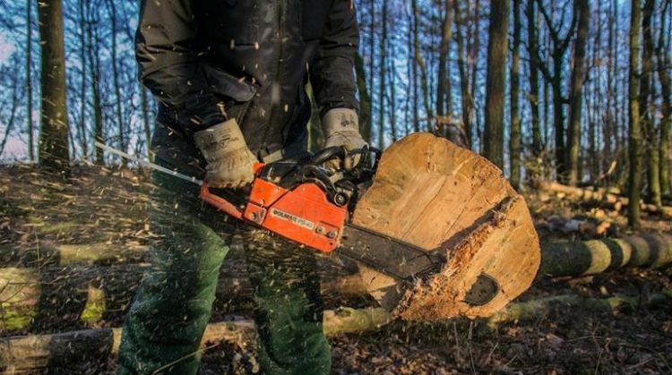 На Хмельниччині комунальне підприємство здійснило незаконну рубку лісу на понад 1,2 млн грн
